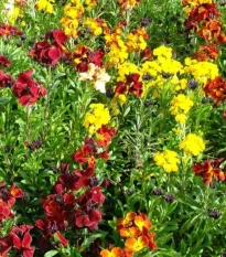 Chejr vonný jednoduchý směs barev - Erysimum cheiri - semena chejru - 30 ks