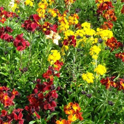 Chejr vonný jednoduchý směs barev - Erysimum cheiri - semena chejru - 30 ks
