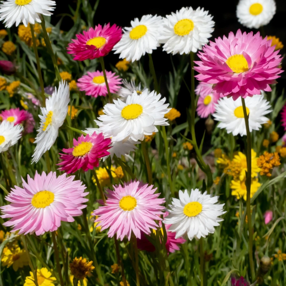 Slaměnka plnokvětá směs - Acroclinium roseum - semena slaměnky - 0,06 g