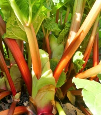 Rebarbora Goliath - Rheum rhabarbarum - prostokořenné sazenice rebarbory - 1 ks