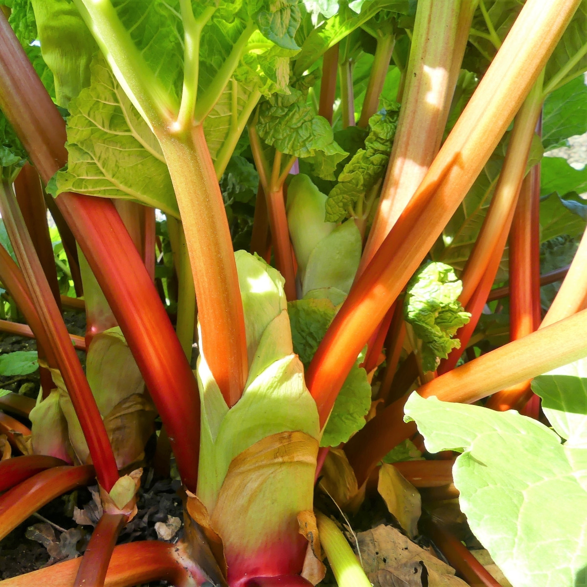 Rebarbora Goliath - Rheum rhabarbarum - prostokořenné sazenice rebarbory - 1 ks