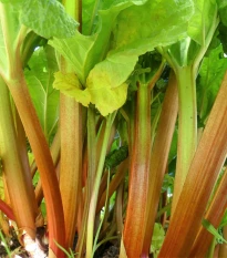 Rebarbora Timperley Early - Rheum rhabarbarum - prostokořenné sazenice rebarbory - 1 ks