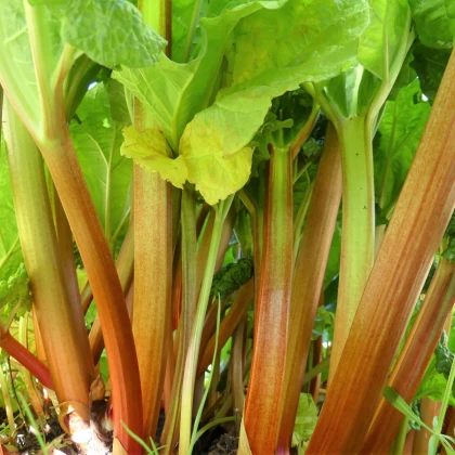 Rebarbora Timperley Early - Rheum rhabarbarum - prostokořenné sazenice rebarbory - 1 ks