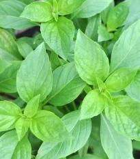 BIO Bazalka středně velké listy - Ocimum basilicum - bio semena bazalky - 100 ks