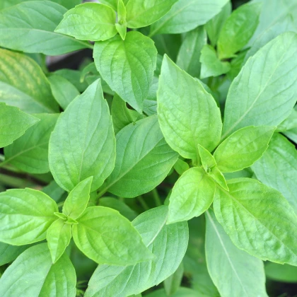 BIO Bazalka středně velké listy - Ocimum basilicum - bio semena bazalky - 100 ks