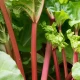 Rebarbora Valentine - Rheum rhabarbarum - prostokořenné sazenice rebarbory - 1 ks