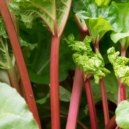 Rebarbora Valentine - Rheum rhabarbarum - prostokořenné sazenice rebarbory - 1 ks