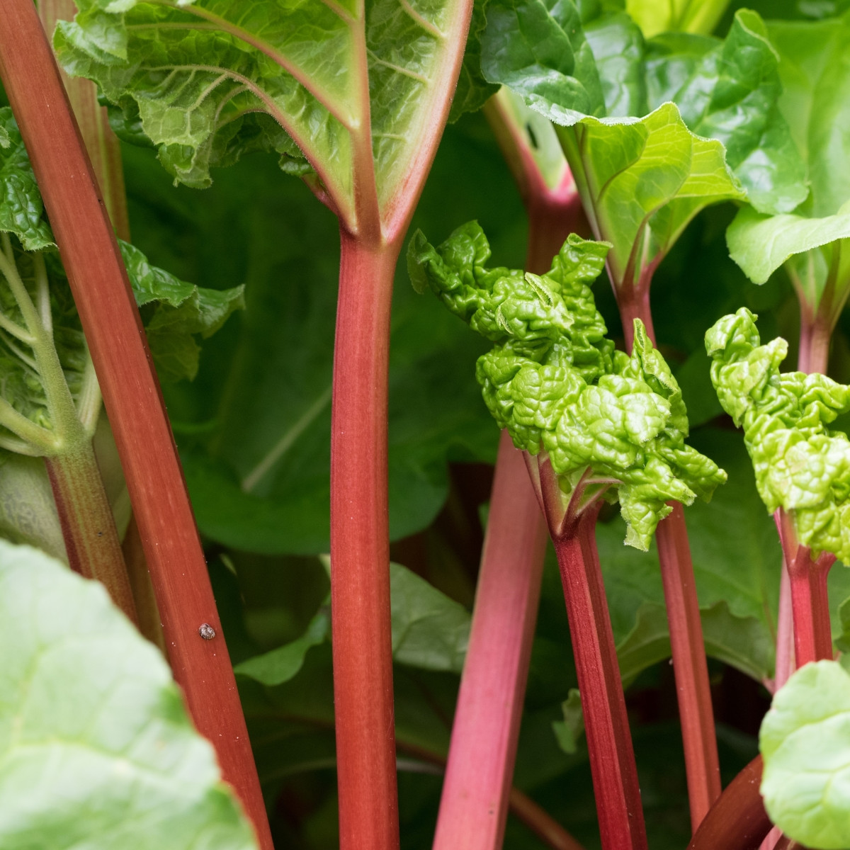 Rebarbora Valentine - Rheum rhabarbarum - prostokořenné sazenice rebarbory - 1 ks
