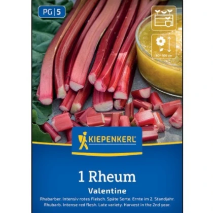 Rebarbora Valentine - Rheum rhabarbarum - prostokořenné sazenice rebarbory - 1 ks
