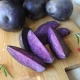 Sadbové brambory Violet Star - Solanum tuberosum - brambory - 5 ks