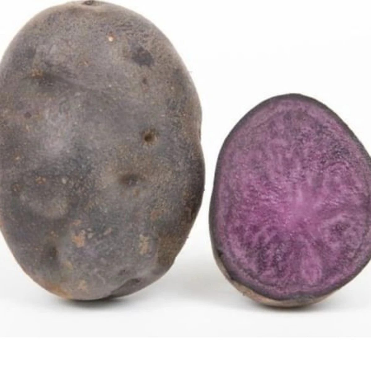 Sadbové brambory Violet Star - Solanum tuberosum - brambory - 5 ks