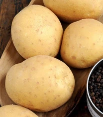 BIO sadbové brambory Afra - Solanum tuberosum - bio brambory - 10 ks