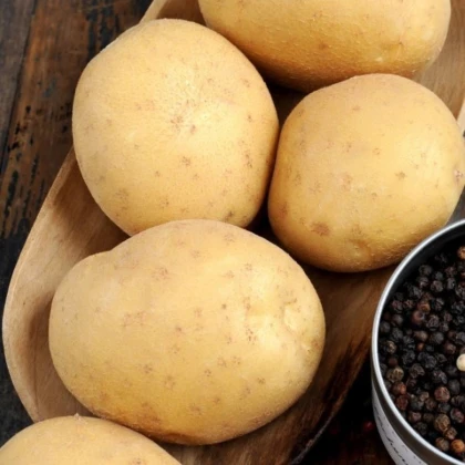 BIO sadbové brambory Afra - Solanum tuberosum - bio brambory - 10 ks