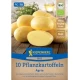 BIO sadbové brambory Agria - Solanum tuberosum - bio brambory - 10 ks
