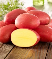 Sadbové brambory Laura - Solanum tuberosum - 10 ks