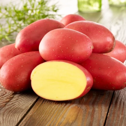 Sadbové brambory Laura - Solanum tuberosum - 10 ks