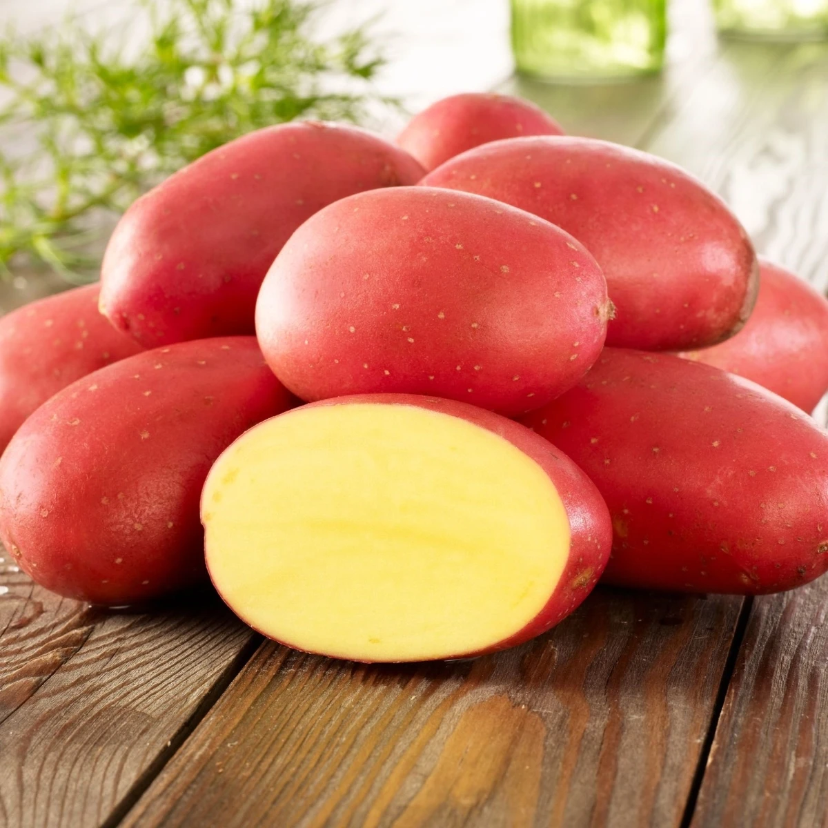 Sadbové brambory Laura - Solanum tuberosum - 10 ks