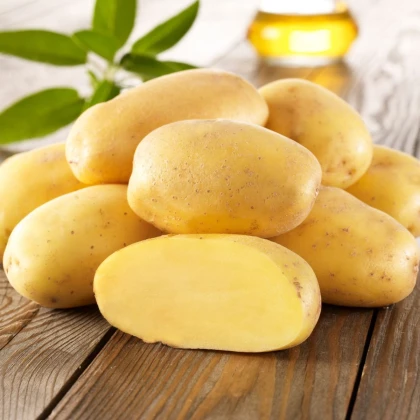 Sadbové brambory Sieglinde - Solanum tuberosum - brambory - 10 ks