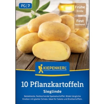Sadbové brambory Sieglinde - Solanum tuberosum - brambory - 10 ks