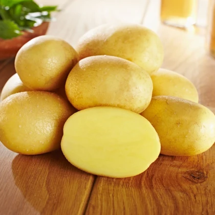 Sadbové brambory Glorietta - Solanum tuberosum - brambory - 10 ks