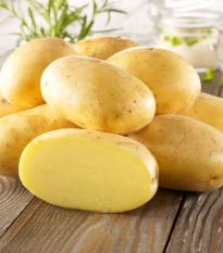 Sadbové brambory Bernina - Solanum tuberosum - brambory - 10 ks