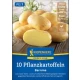 Sadbové brambory Bernina - Solanum tuberosum - brambory - 10 ks