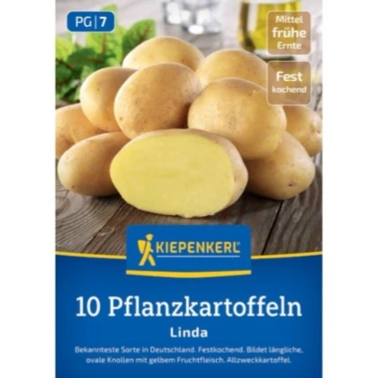 Sadbové brambory Linda - Solanum tuberosum - brambory - 10 ks