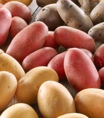 Sadbové brambory - 4 druhy - doba zrání - Solanum tuberosum - brambory - 12 ks