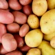 Sadbové brambory - 4 druhy - grilovací - Solanum tuberosum - brambory - 12 ks