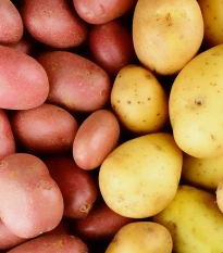 Sadbové brambory - 4 druhy - grilovací - Solanum tuberosum - brambory - 12 ks