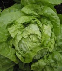 Salát hlávkový Smaragd - Lactuca sativa - semena salátu - 400 ks