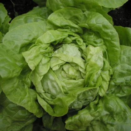 Salát hlávkový Smaragd - Lactuca sativa - semena salátu - 400 ks