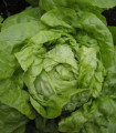 Salát hlávkový Smaragd - Lactuca sativa - semena salátu - 400 ks
