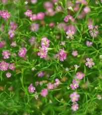 Šáter zední Garden Bride - Gypsophila muralis - semena šáteru - 150 ks