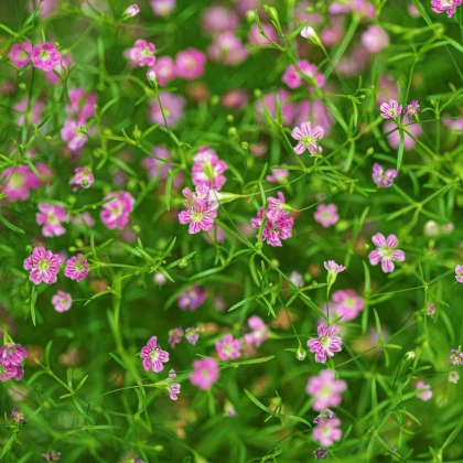 Šáter zední Garden Bride - Gypsophila muralis - semena šáteru - 150 ks