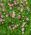 Šáter zední Garden Bride - Gypsophila muralis - semena šáteru - 150 ks
