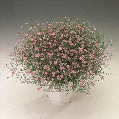 Šáter zední Garden Bride - Gypsophila muralis - semena šáteru - 150 ks