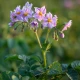 Brambory Jubila F1 - Solanum tuberosum - semena Kiepenkerl - 1 ks