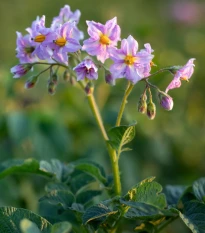Brambory Jubila F1 - Solanum tuberosum - semena Kiepenkerl - 1 ks