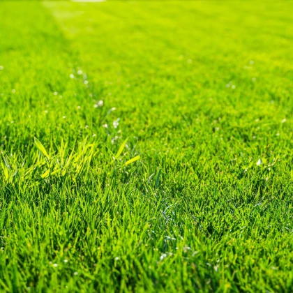 Trávník pro suchá stanoviště Preminum - semena Kiepenkerl - směs - 25 g