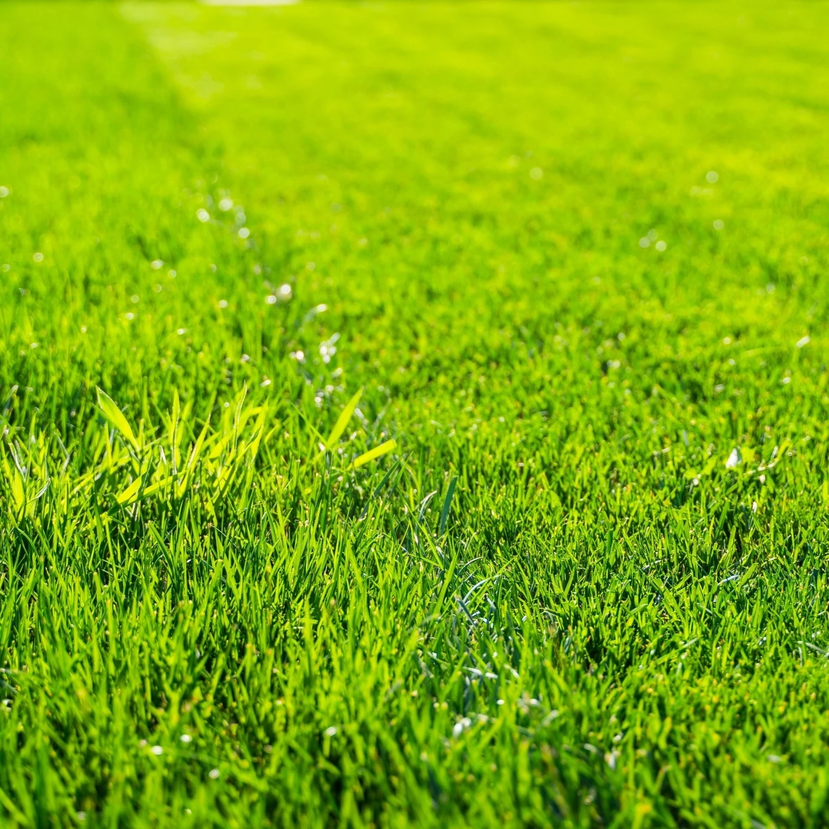 Trávník pro suchá stanoviště Preminum - semena Kiepenkerl - směs - 25 g