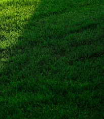 Trávník pro stinná stanoviště Premium - semena Kiepenkerl - směs - 25 g