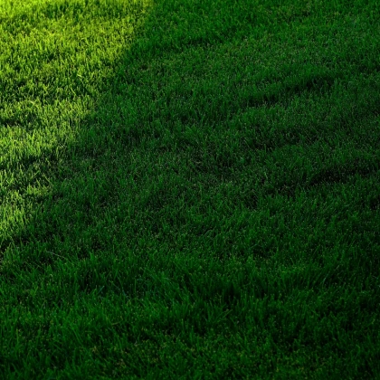 Trávník pro stinná stanoviště Premium - semena Kiepenkerl - směs - 25 g