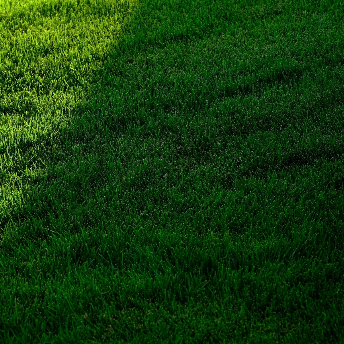 Trávník pro stinná stanoviště Premium - semena Kiepenkerl - směs - 25 g