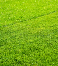 Trávník pro suchá stanoviště Premium Profi Line - semena Kiepenkerl - směs - 1 kg