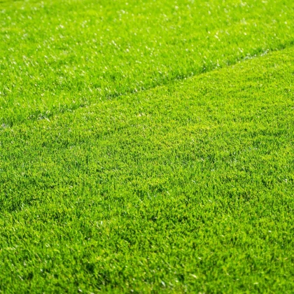 Trávník pro suchá stanoviště Premium Profi Line - semena Kiepenkerl - směs - 1 kg