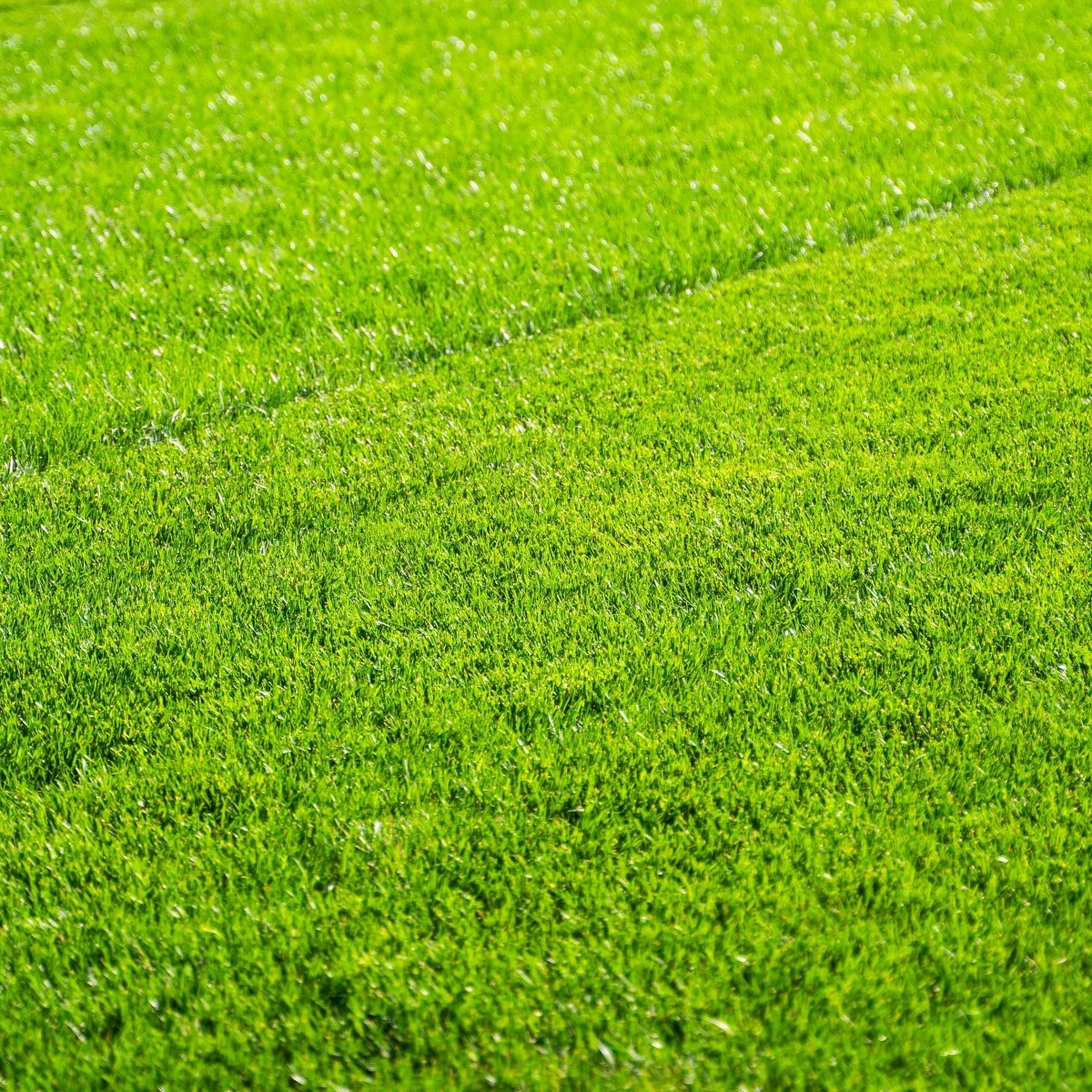 Trávník pro suchá stanoviště Premium Profi Line - semena Kiepenkerl - směs - 1 kg