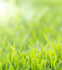 Trávník pro suchá stanoviště Premium Profi Line - semena Kiepenkerl - směs - 10 kg