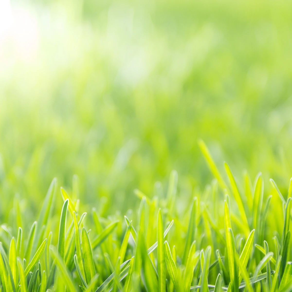 Trávník pro suchá stanoviště Premium Profi Line - semena Kiepenkerl - směs - 10 kg