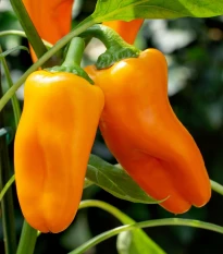 BIO Paprika Flynn F1 - Capsicum annuum - bio semena papriky - 6 ks